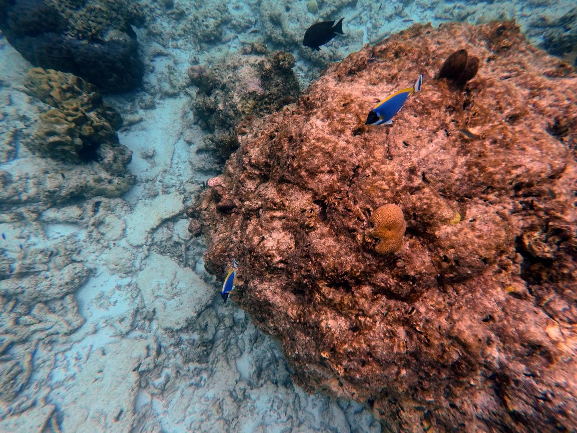 Moodhumaa Inn غوريدهو المظهر الخارجي الصورة