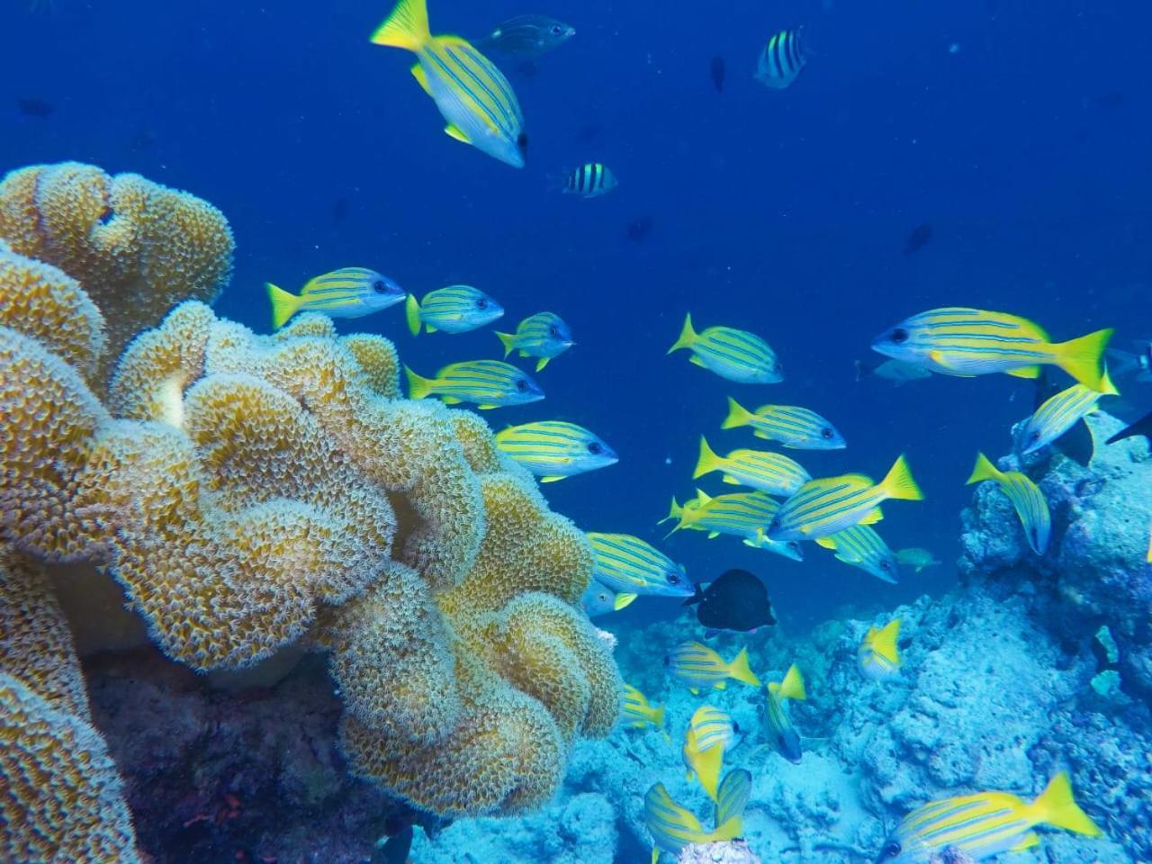 Moodhumaa Inn غوريدهو المظهر الخارجي الصورة