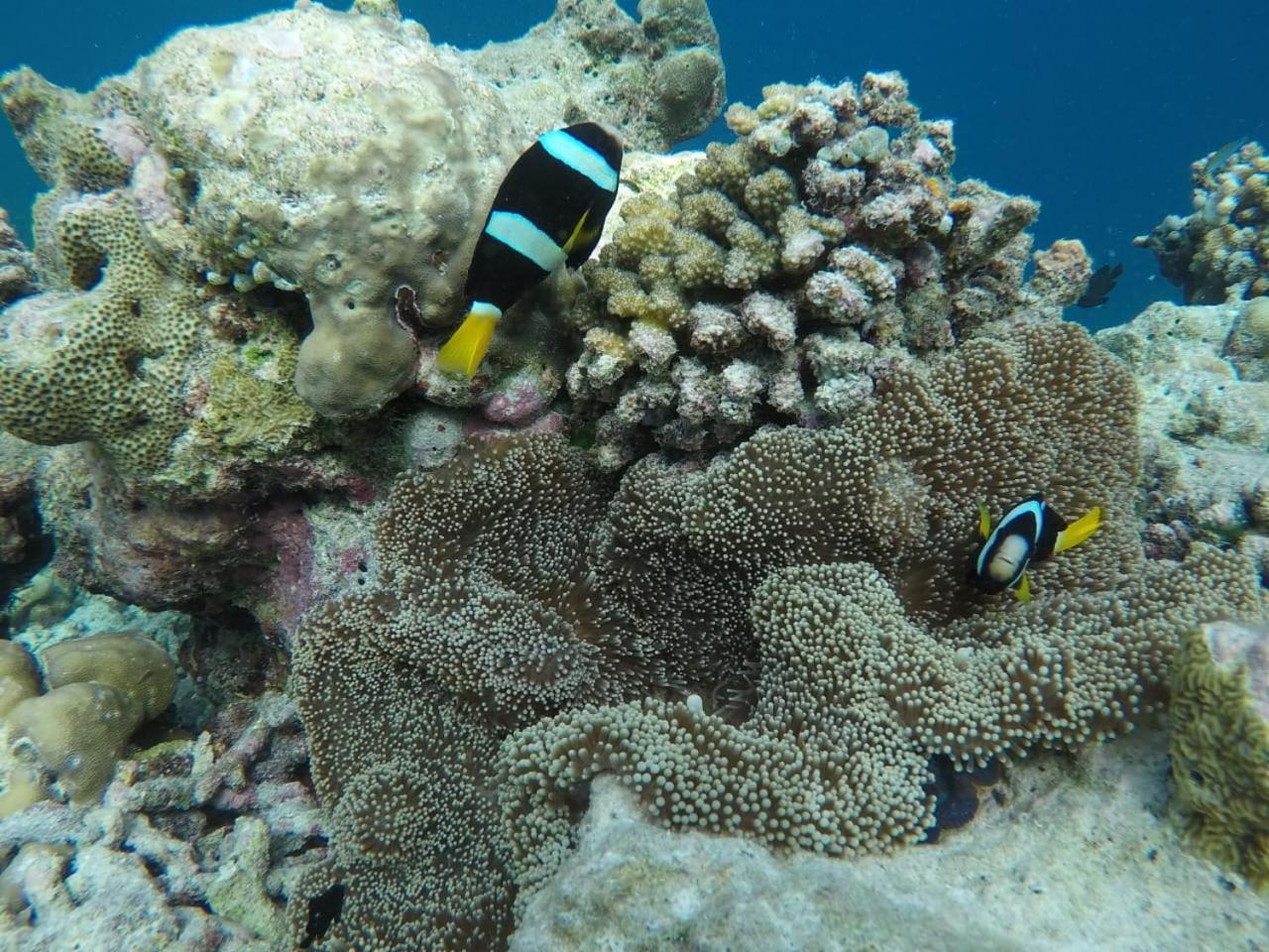 Moodhumaa Inn غوريدهو المظهر الخارجي الصورة