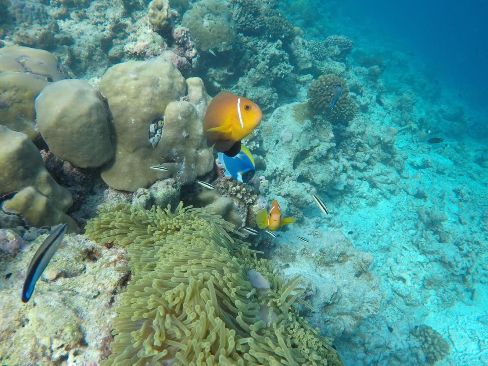 Moodhumaa Inn غوريدهو المظهر الخارجي الصورة