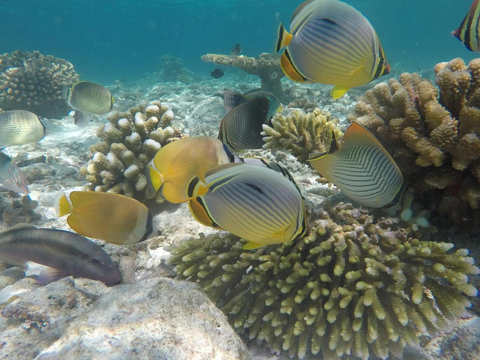 Moodhumaa Inn غوريدهو المظهر الخارجي الصورة