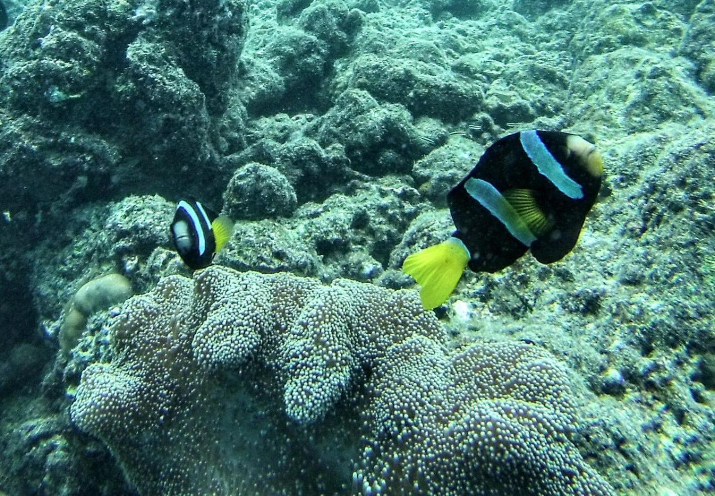 Moodhumaa Inn غوريدهو المظهر الخارجي الصورة