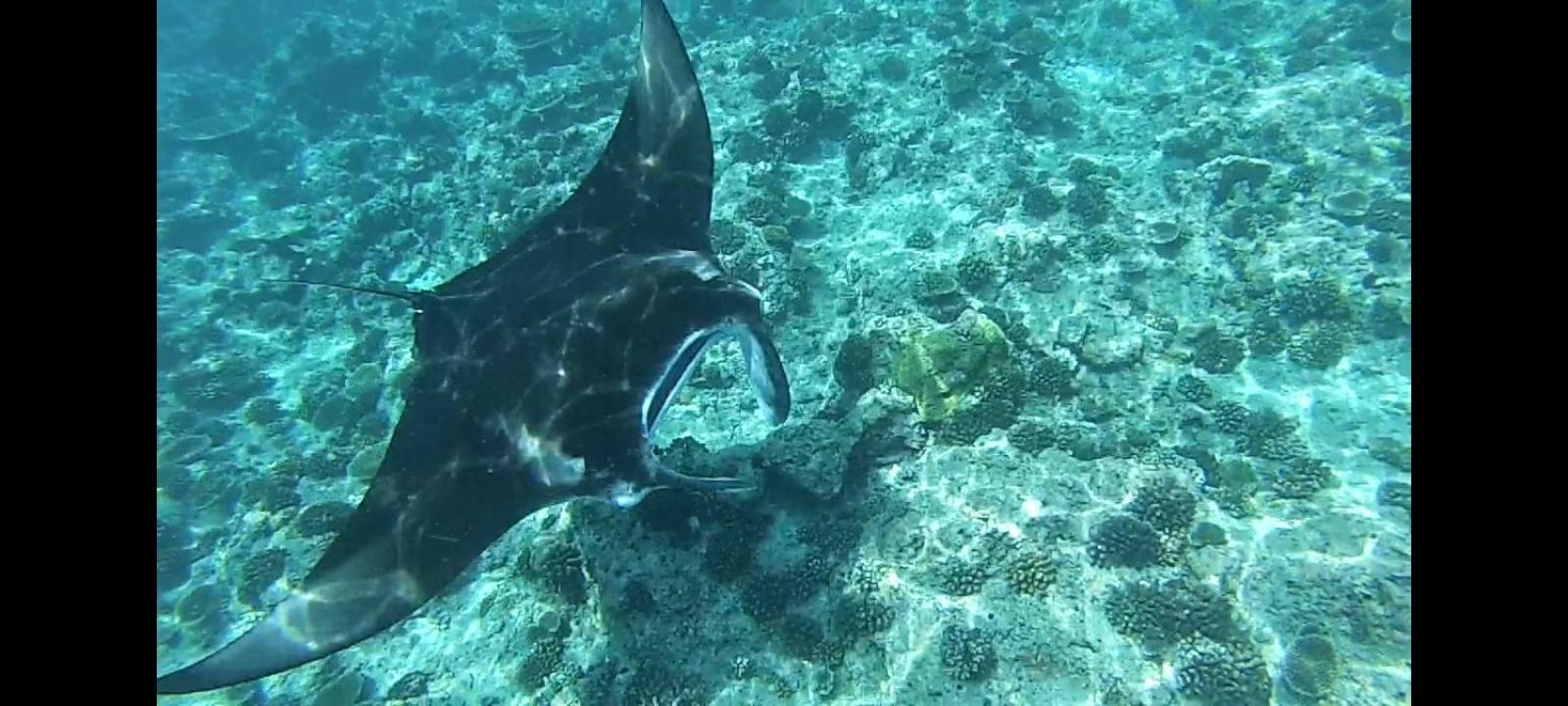 Moodhumaa Inn غوريدهو المظهر الخارجي الصورة