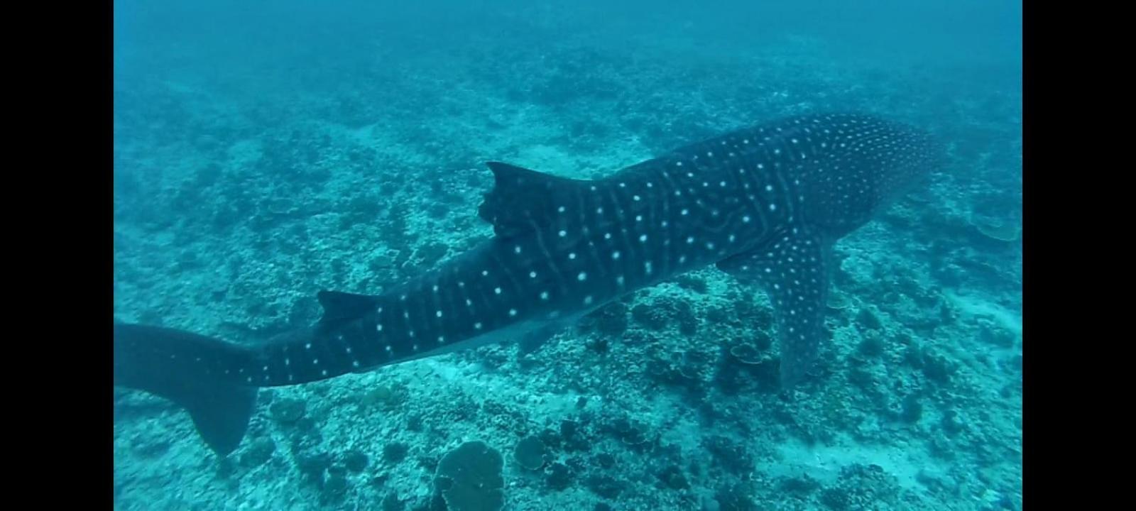 Moodhumaa Inn غوريدهو المظهر الخارجي الصورة