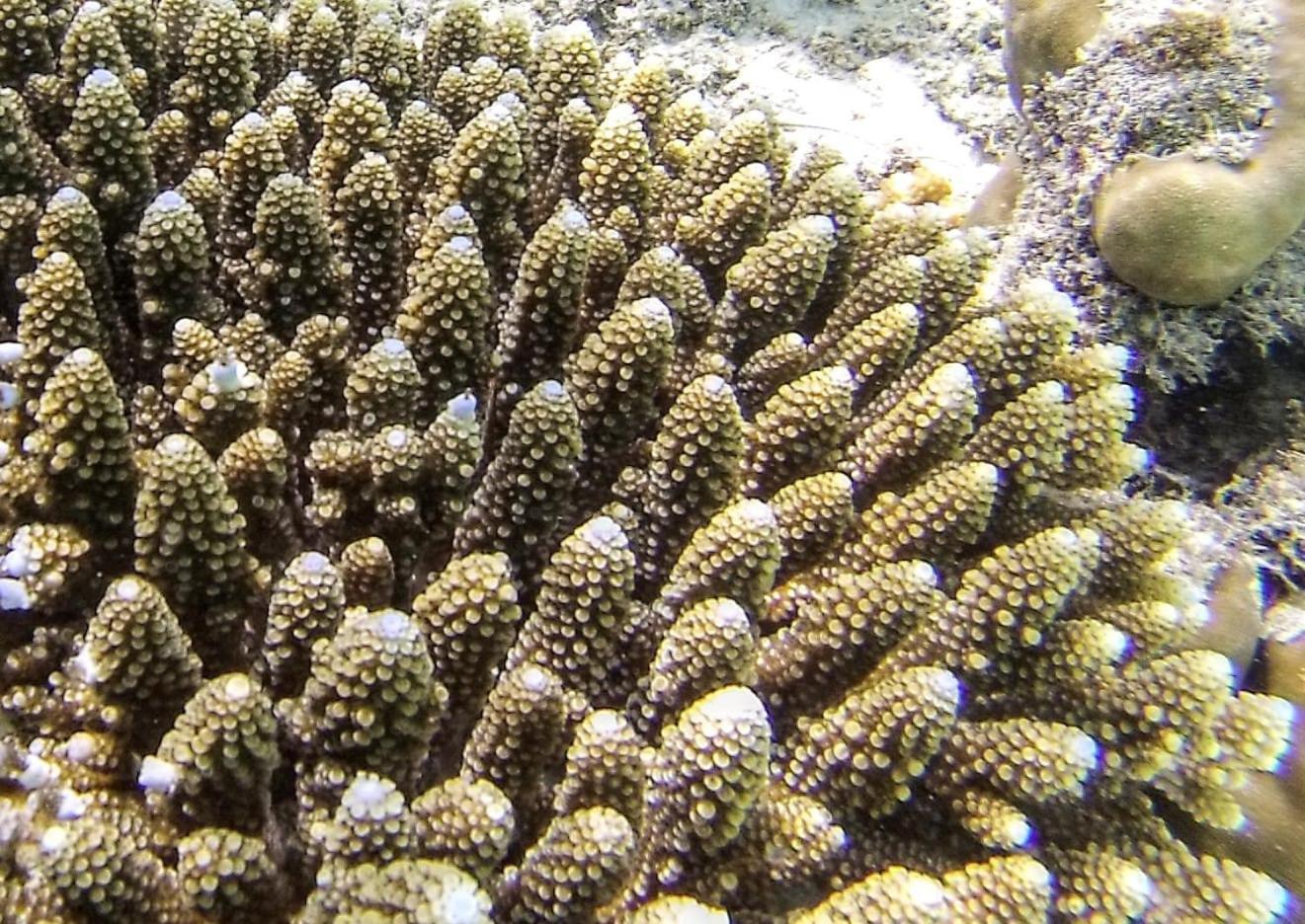 Moodhumaa Inn غوريدهو المظهر الخارجي الصورة