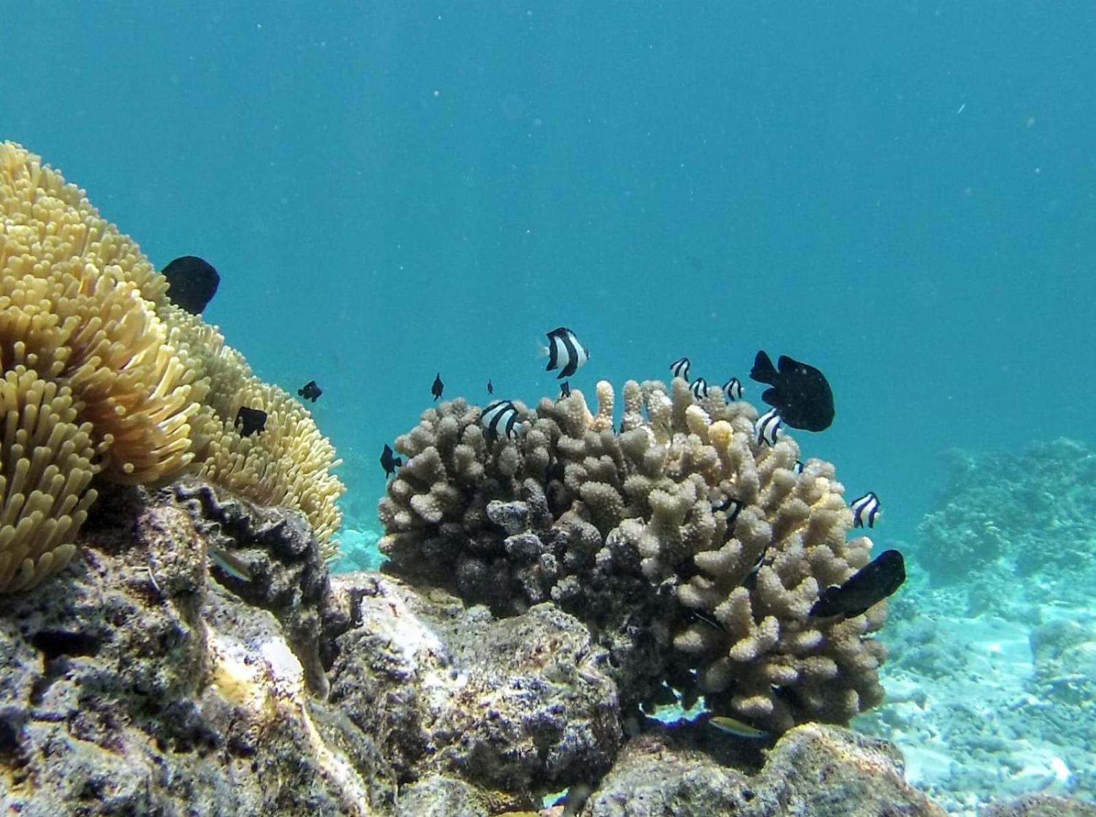 Moodhumaa Inn غوريدهو المظهر الخارجي الصورة