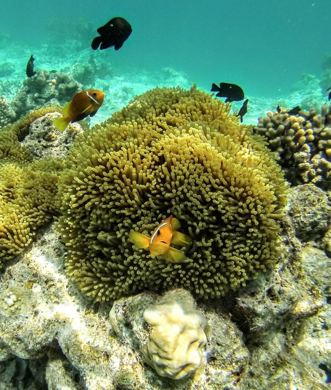 Moodhumaa Inn غوريدهو المظهر الخارجي الصورة