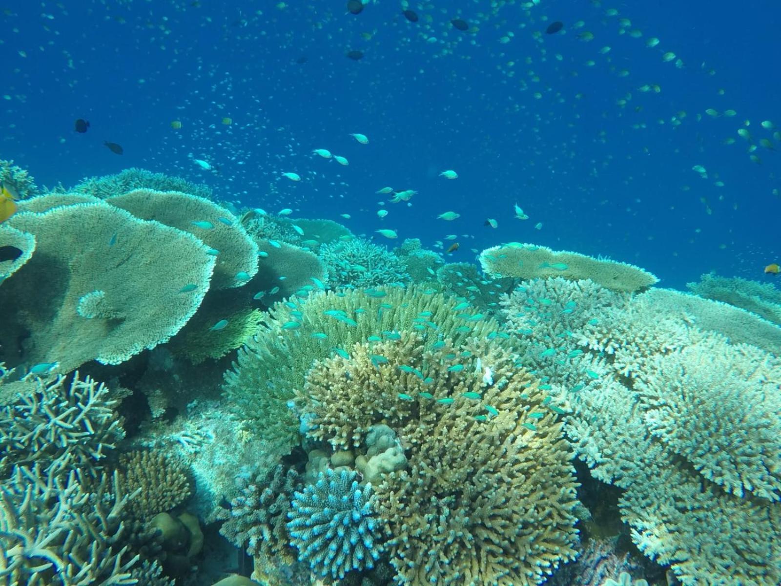 Moodhumaa Inn غوريدهو المظهر الخارجي الصورة
